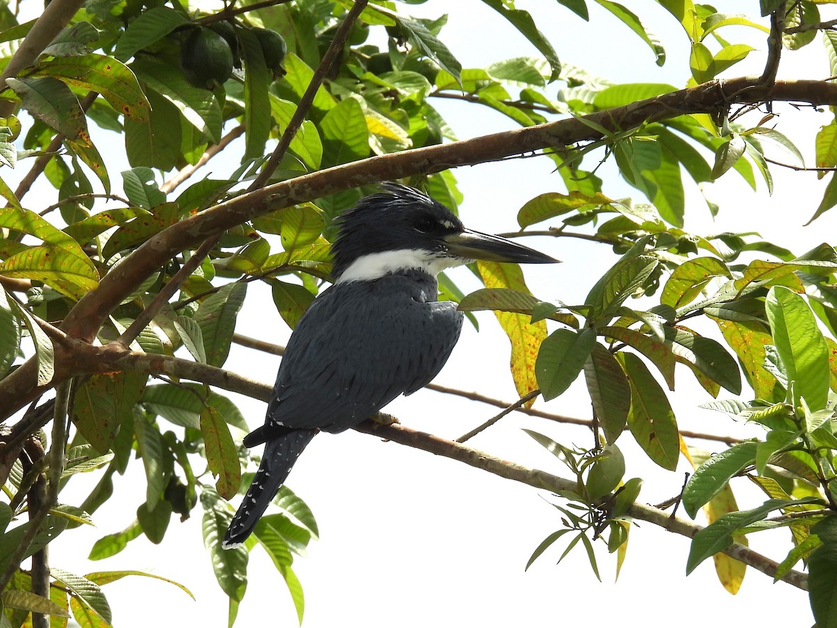 Ringed Kingfisher - ML646837476