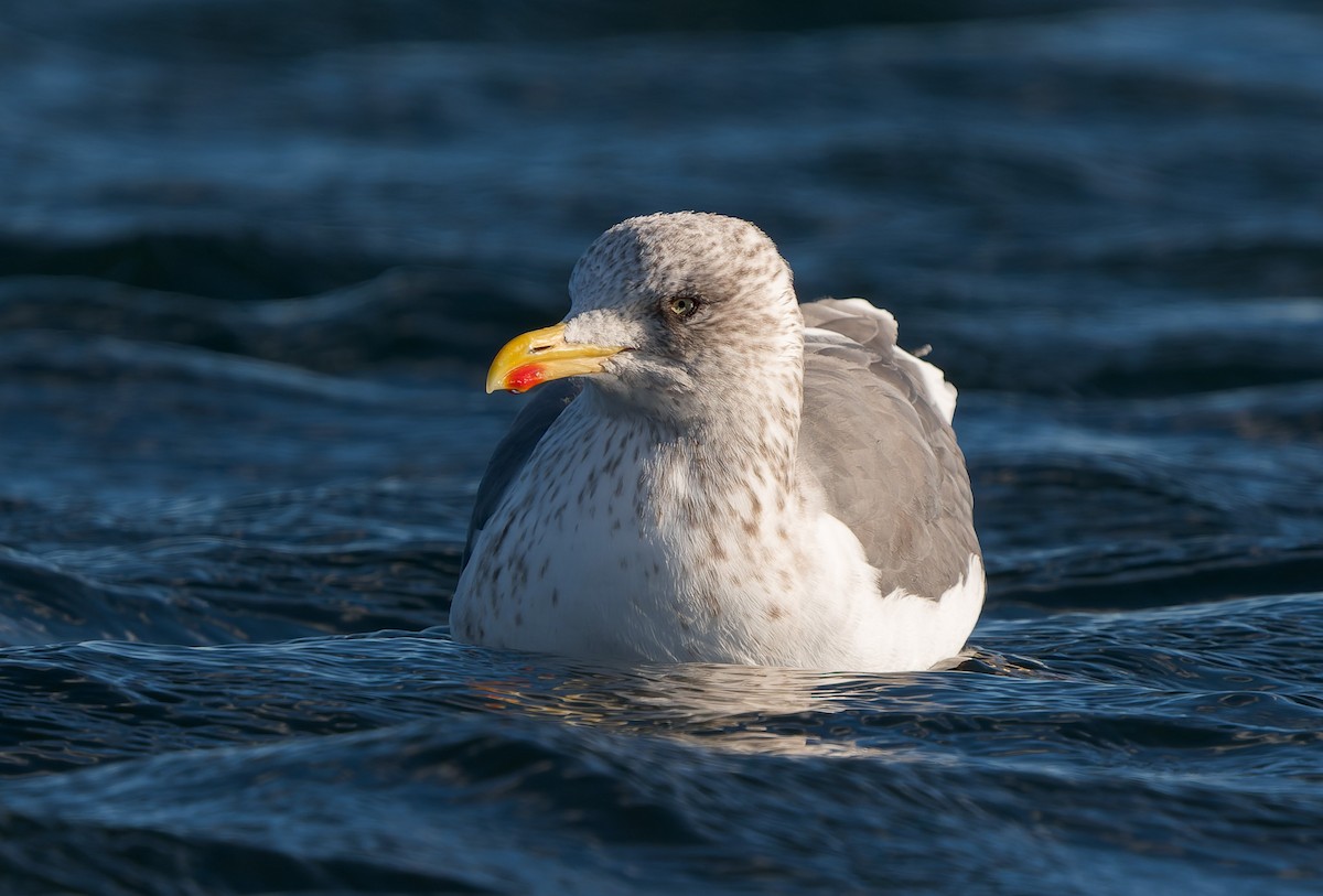שחף שחור - ML646837478