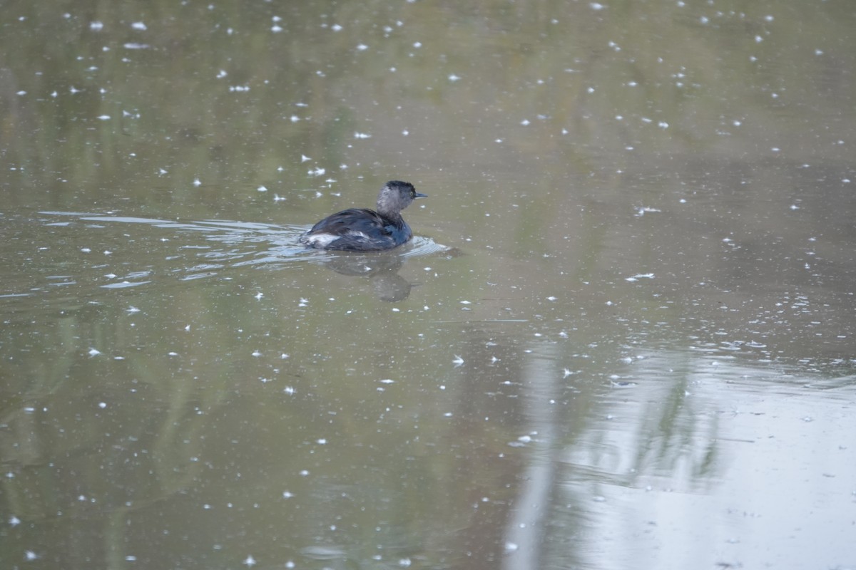 Least Grebe - ML646837479