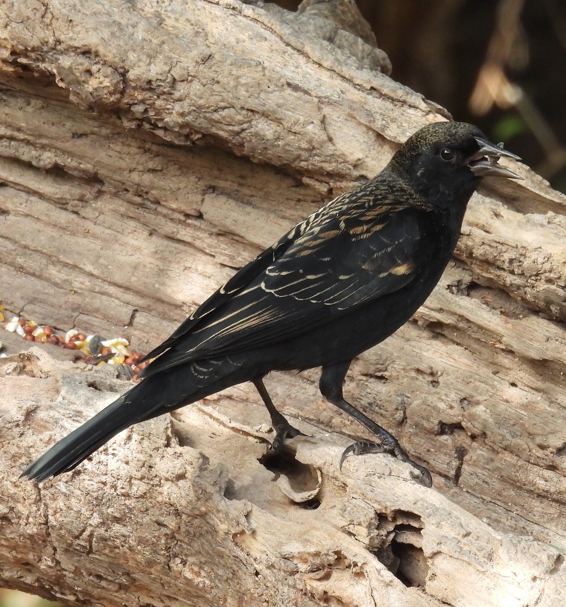 Еполетник червоноплечий - ML646837480