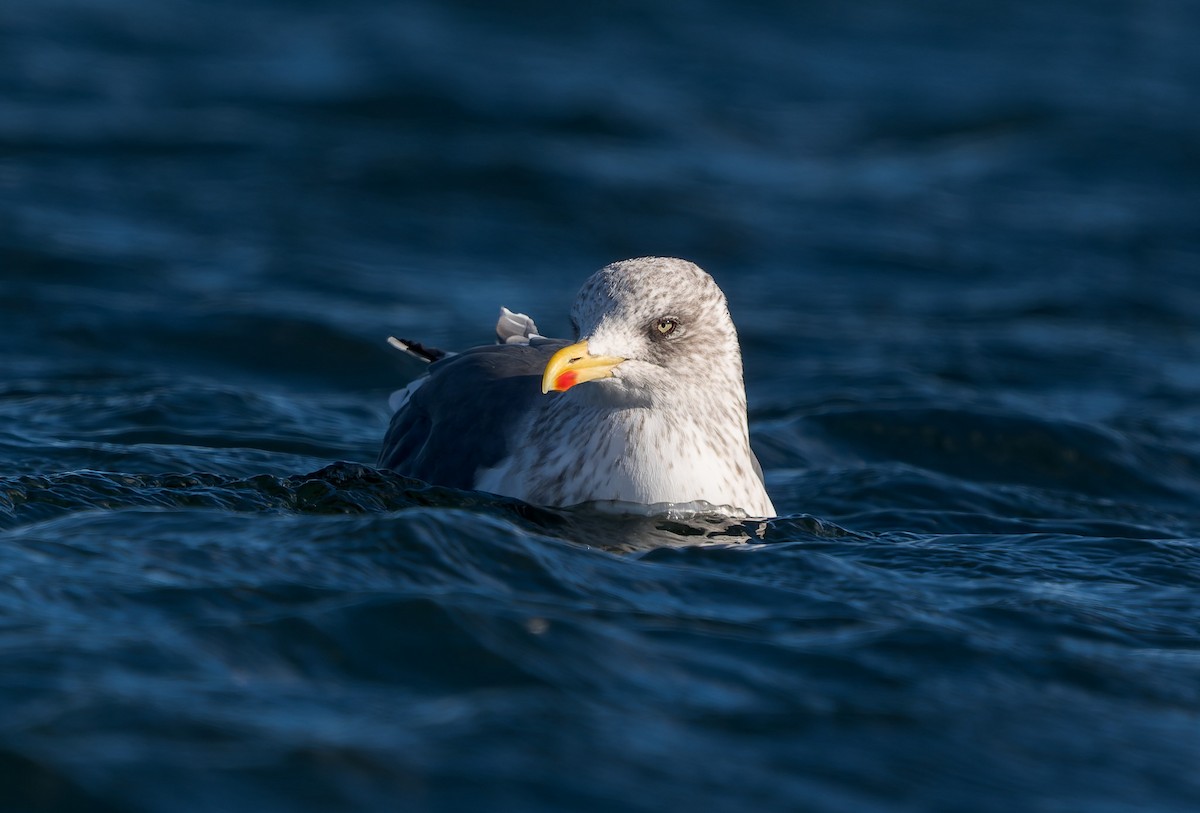 שחף שחור - ML646837482