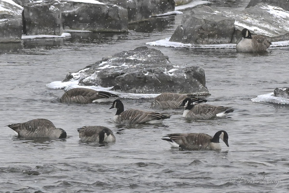 ברנטה קנדית - ML646837483