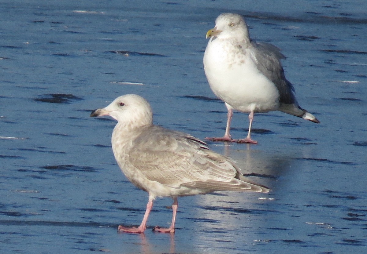 Glaucous-winged Gull - ML646837484