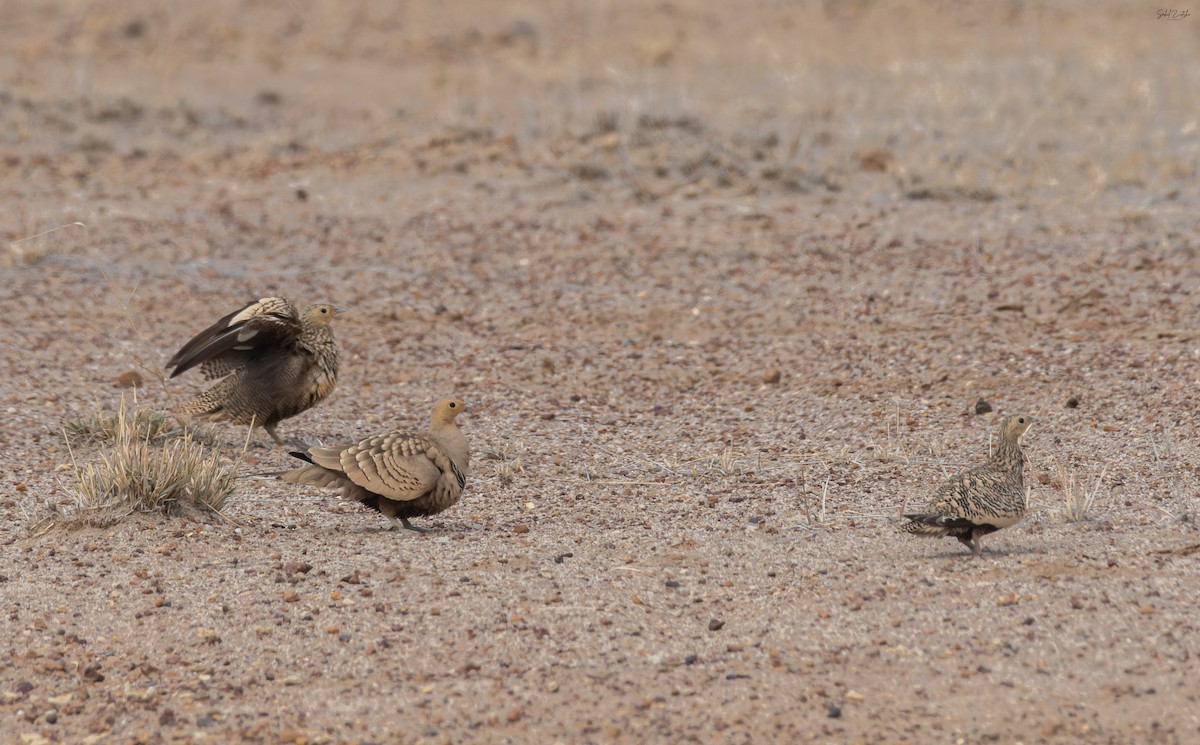 brunbuksandhøne - ML646837486