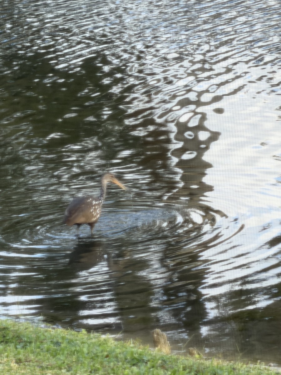 Limpkin - ML646837487