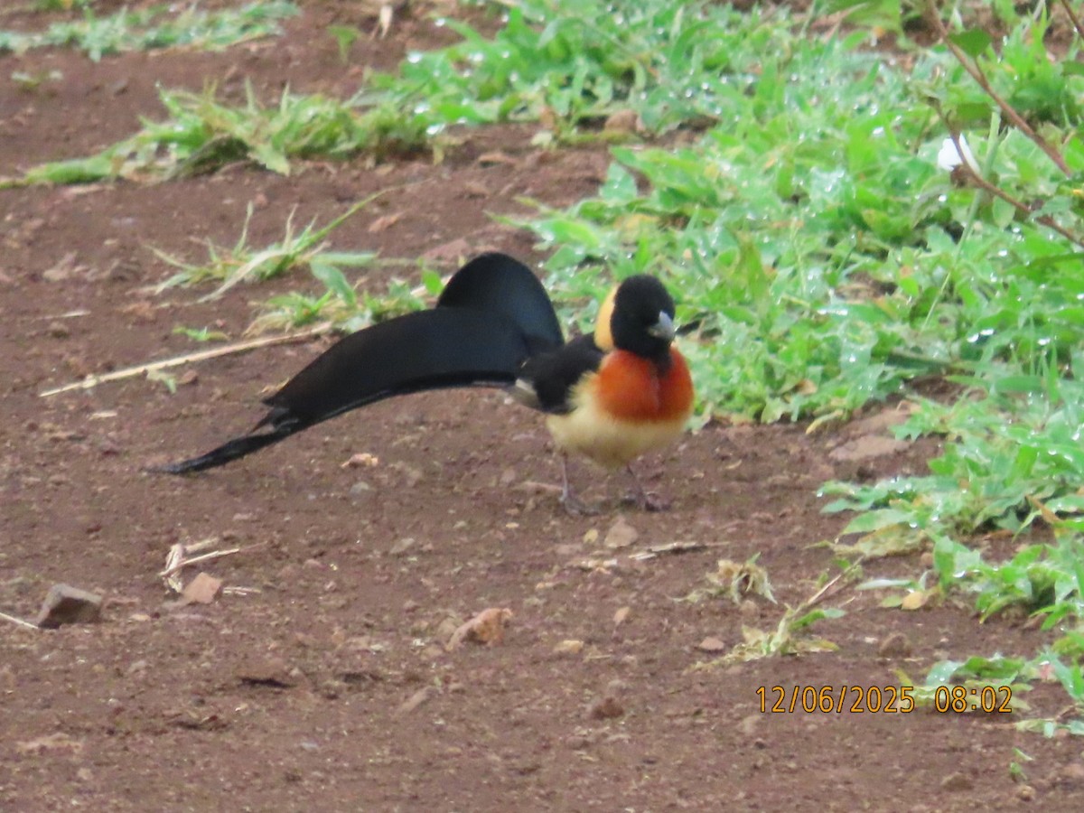 Viuda del Paraíso - ML646837488