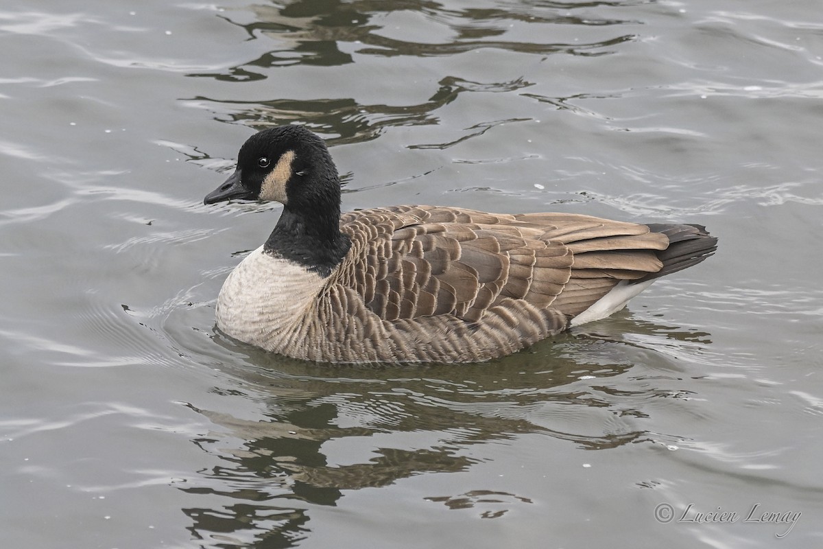 ברנטה קנדית - ML646837490