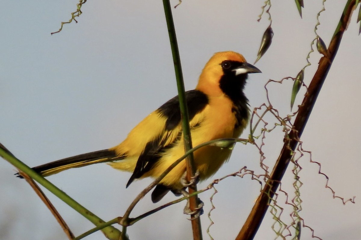 Yellow-tailed Oriole - ML646837493