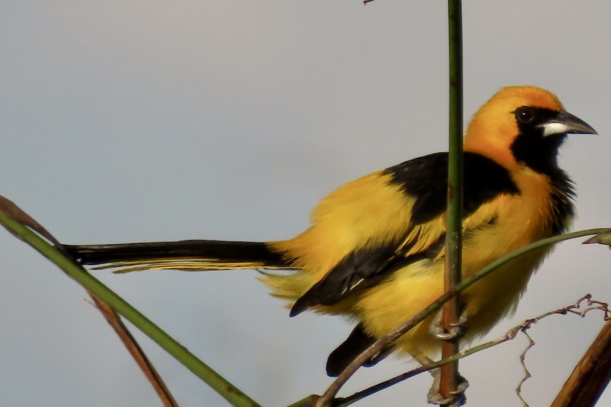 Yellow-tailed Oriole - ML646837494