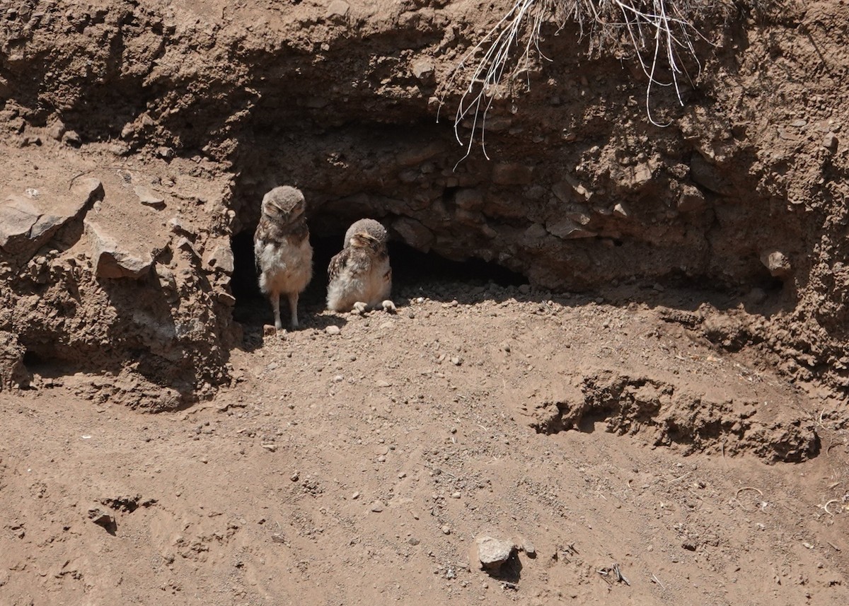 Burrowing Owl - ML646837495