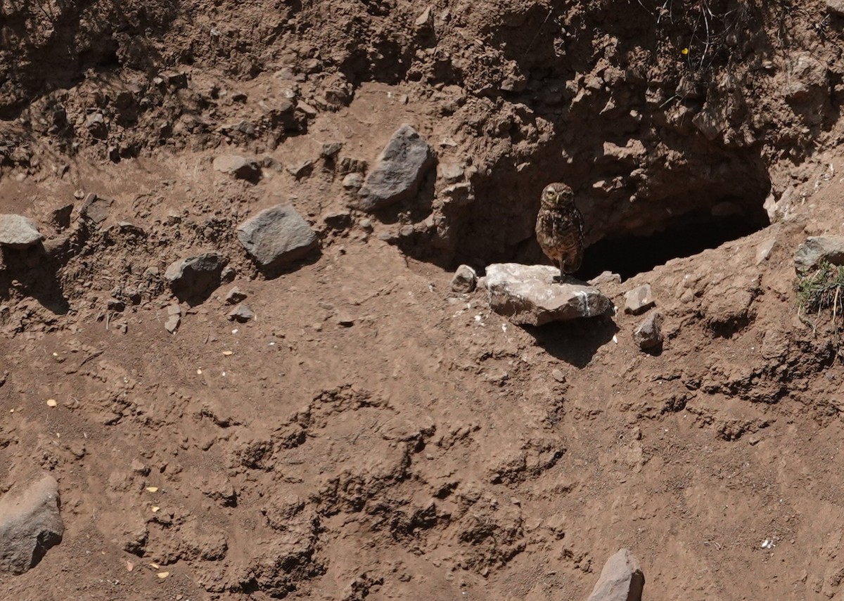 Burrowing Owl - ML646837496