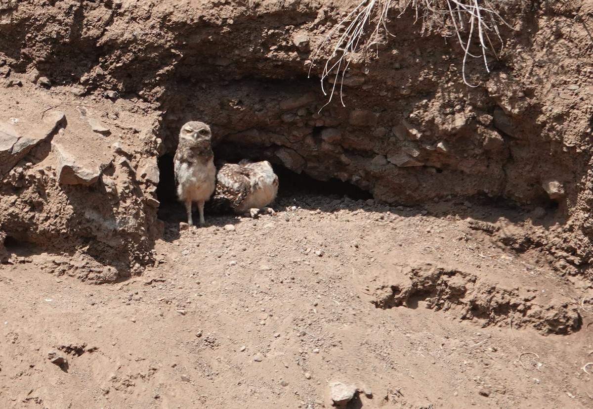Burrowing Owl - ML646837497