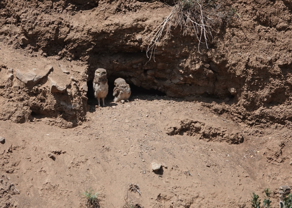 Burrowing Owl - ML646837498