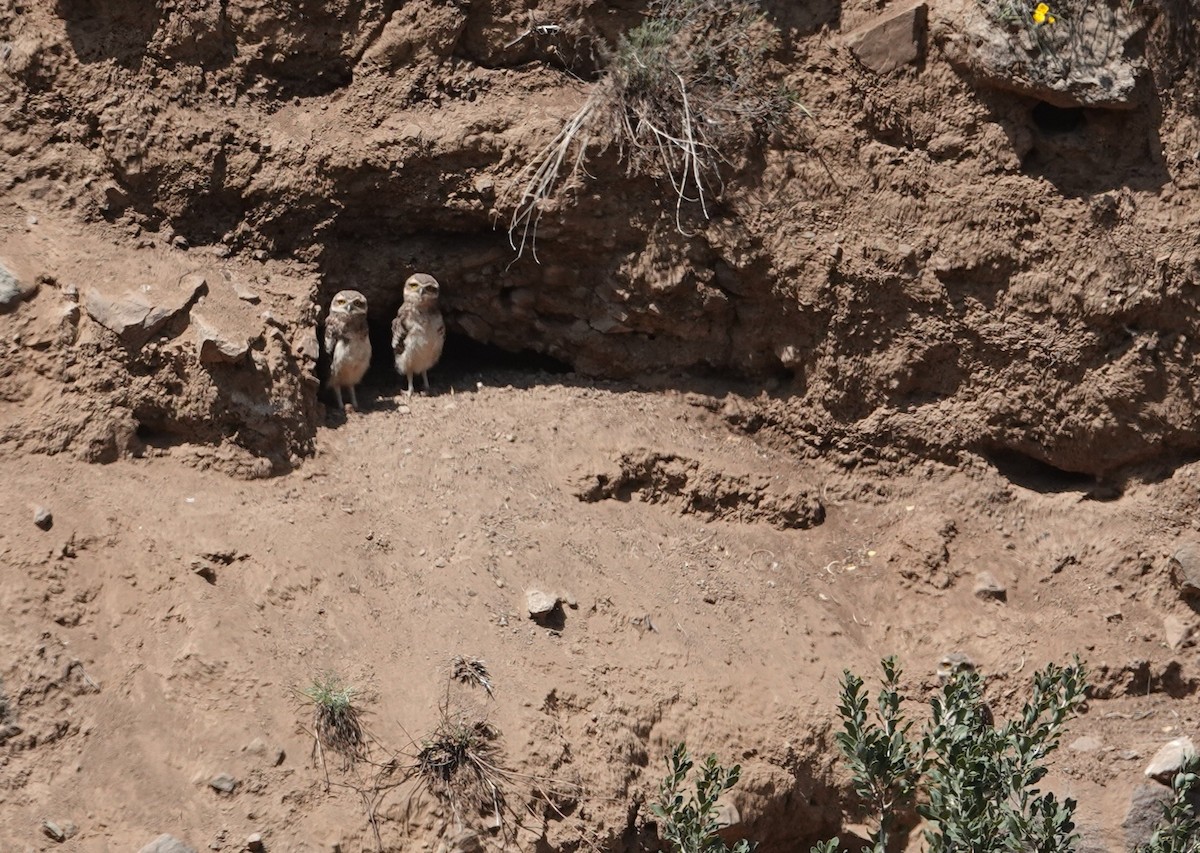 Burrowing Owl - ML646837499