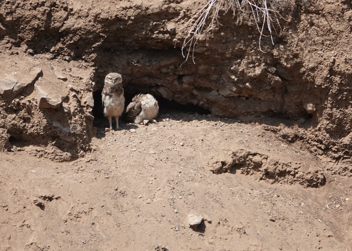 Burrowing Owl - ML646837500