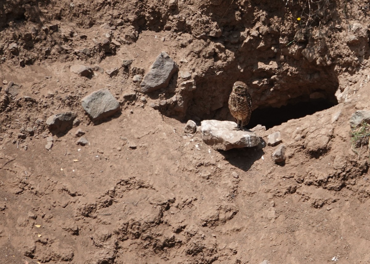 Burrowing Owl - ML646837501