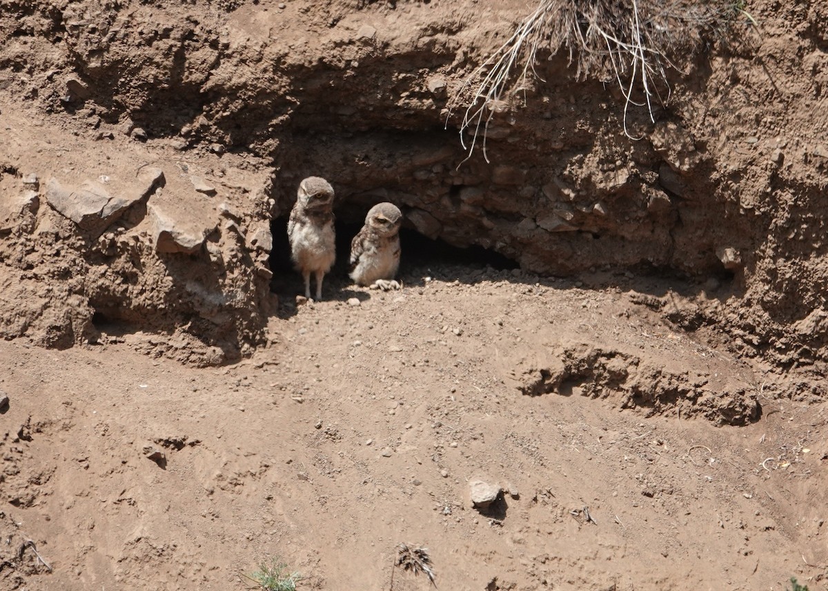 Burrowing Owl - ML646837502