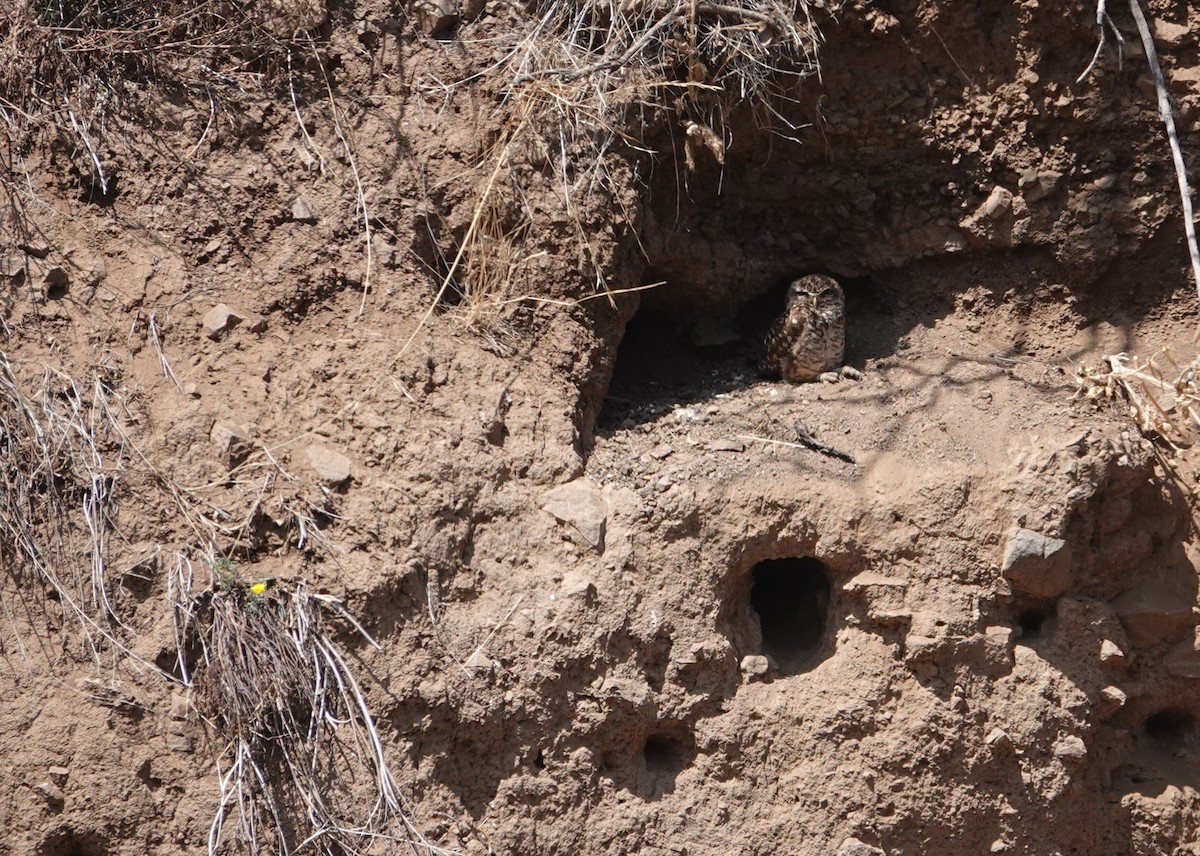 Burrowing Owl - ML646837503