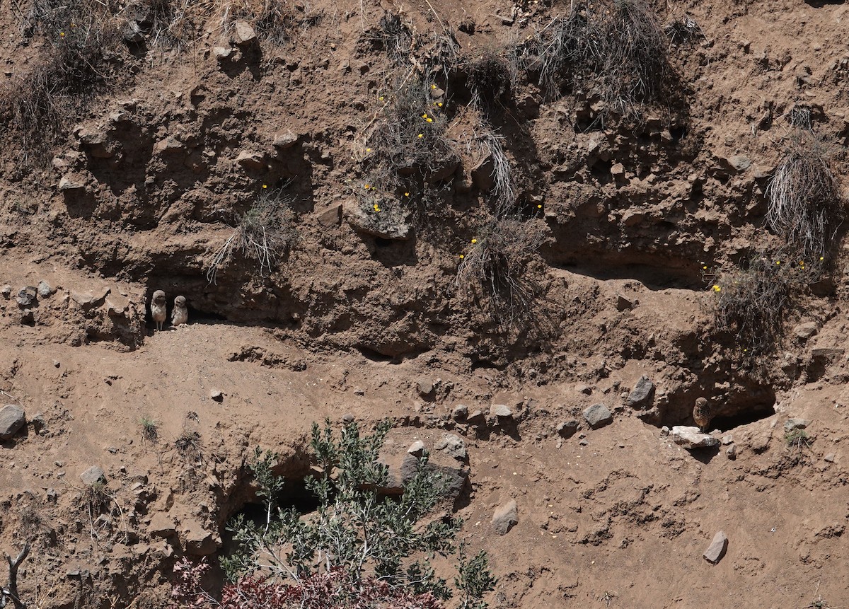 Burrowing Owl - ML646837504