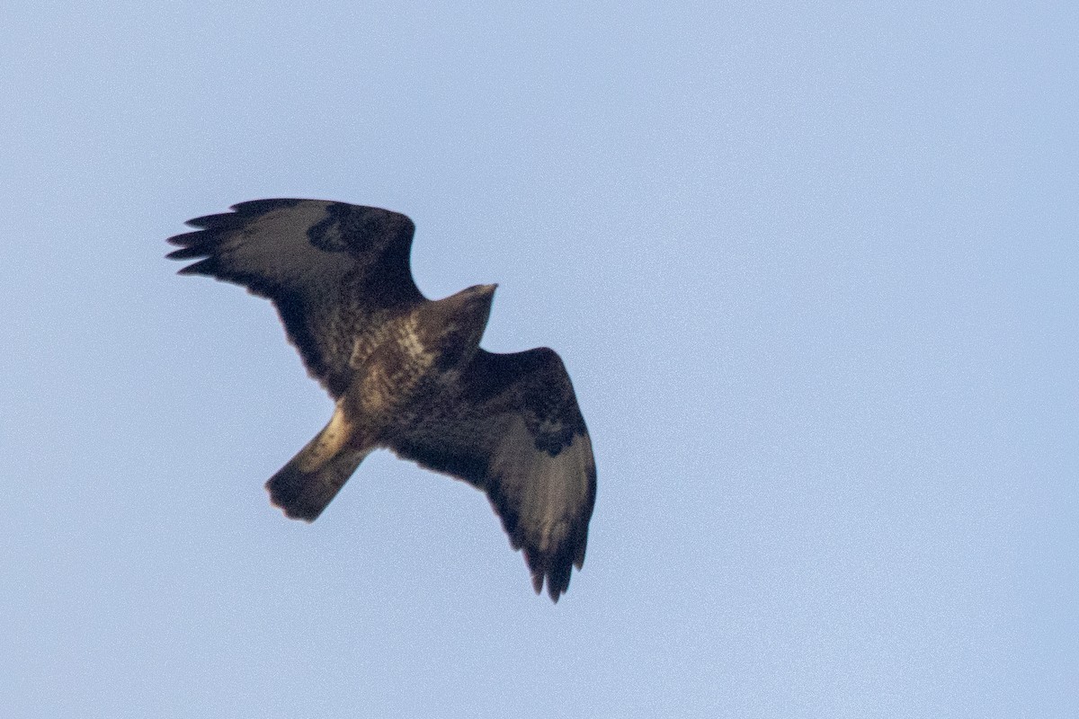 Common Buzzard - ML646837505