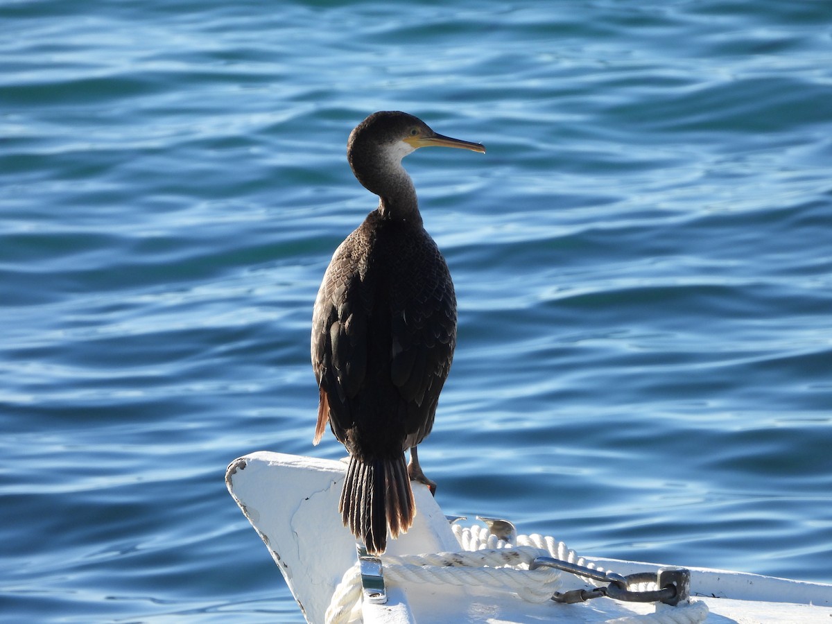 European Shag - ML646837506