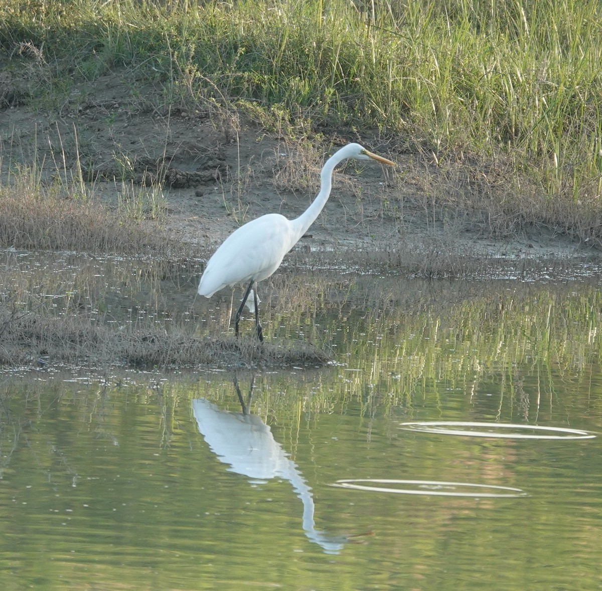 Great Egret - ML646837507