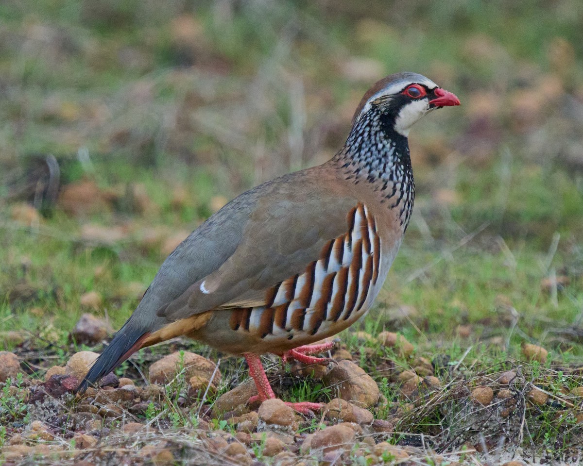 Кеклик червононогий - ML646837508