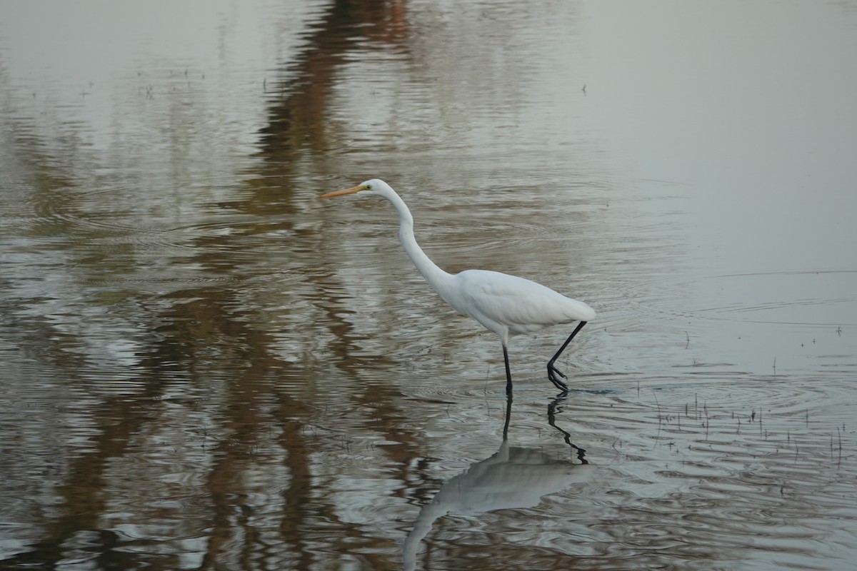 Great Egret - ML646837509