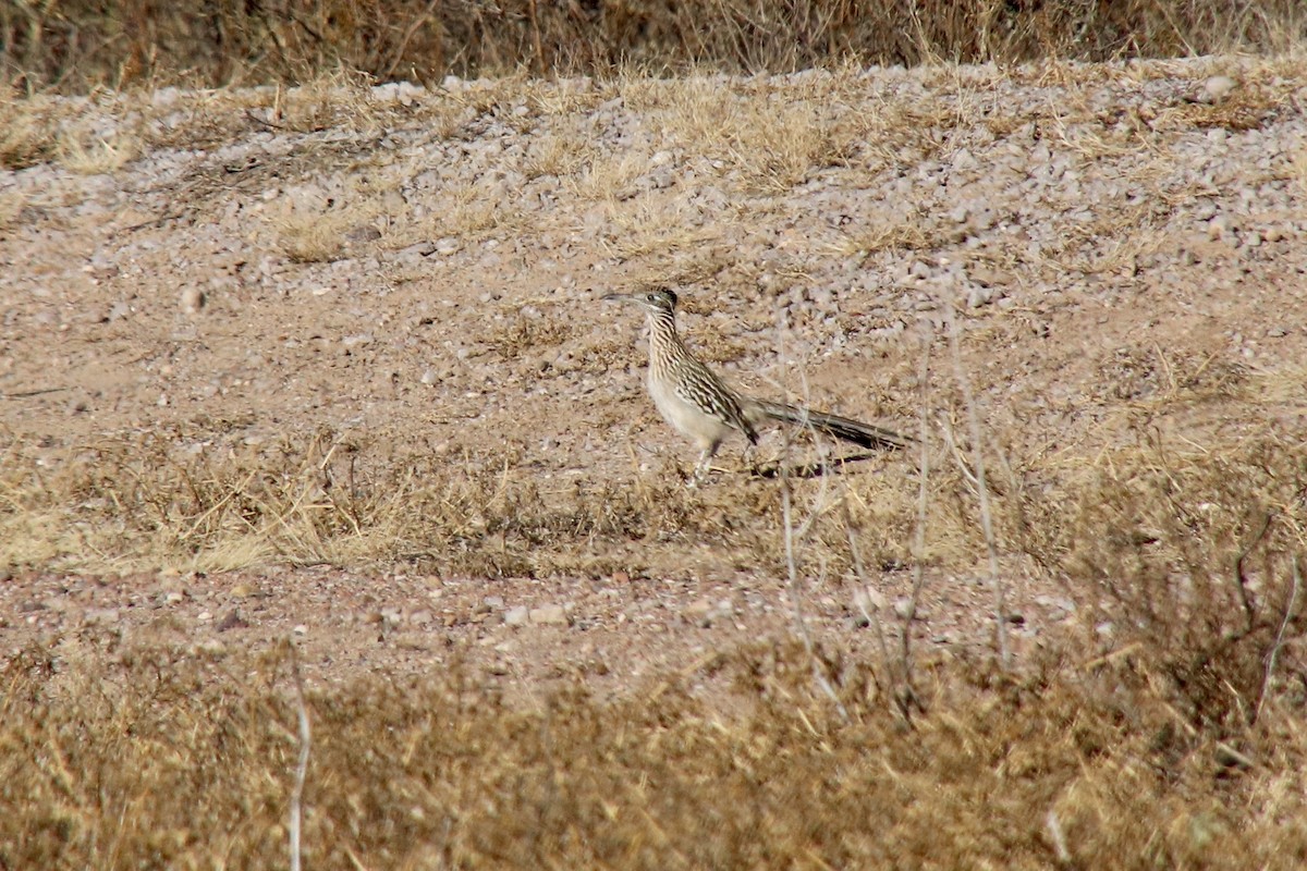 Greater Roadrunner - ML646837512