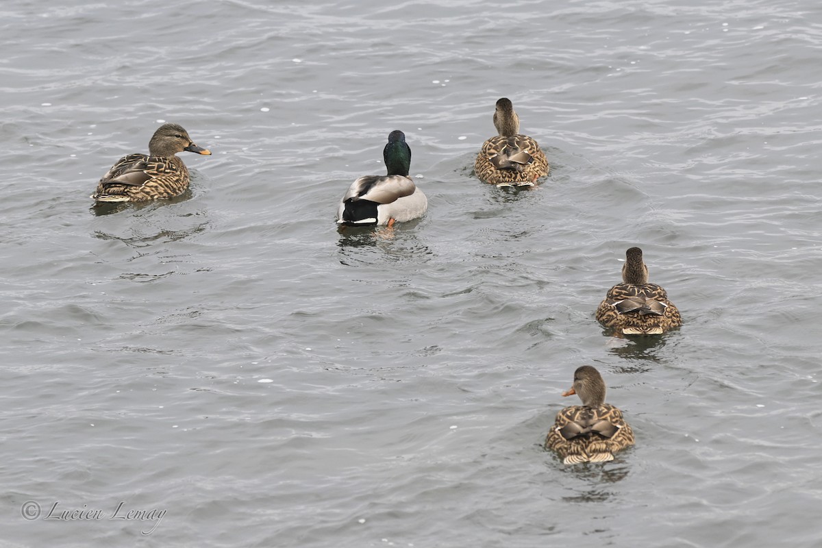 ברכיה - ML646837513