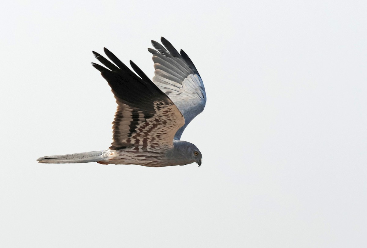 Aguilucho Cenizo - ML646837515