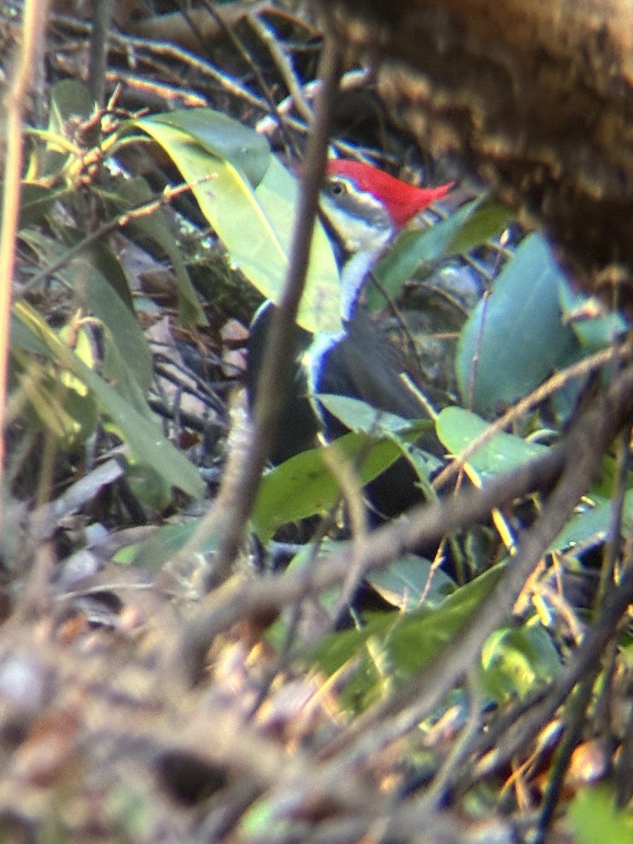 Pileated Woodpecker - ML646837517