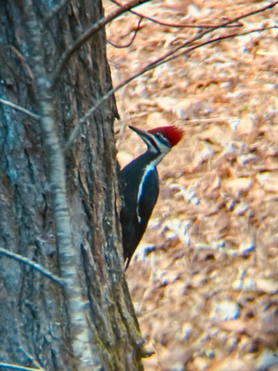 Pileated Woodpecker - ML646837518