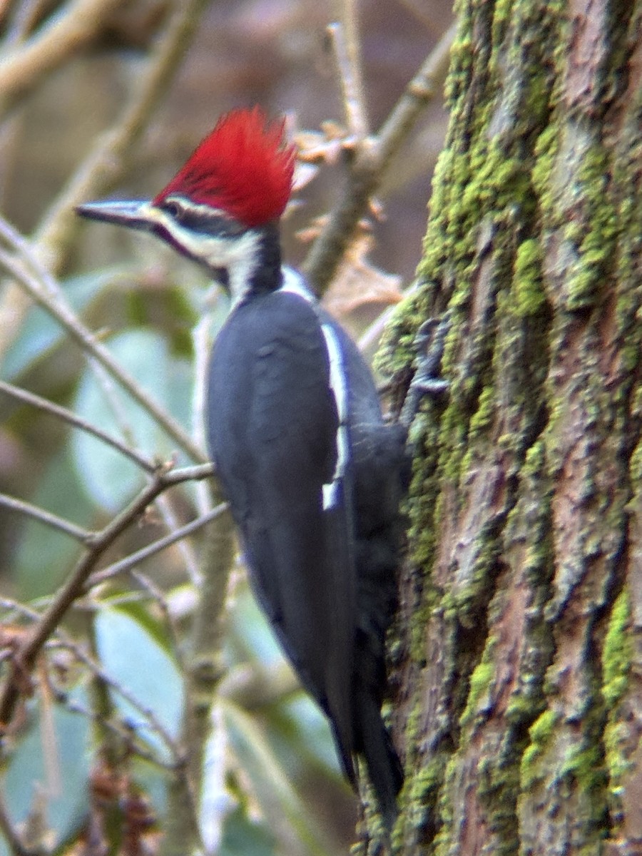Pileated Woodpecker - ML646837519