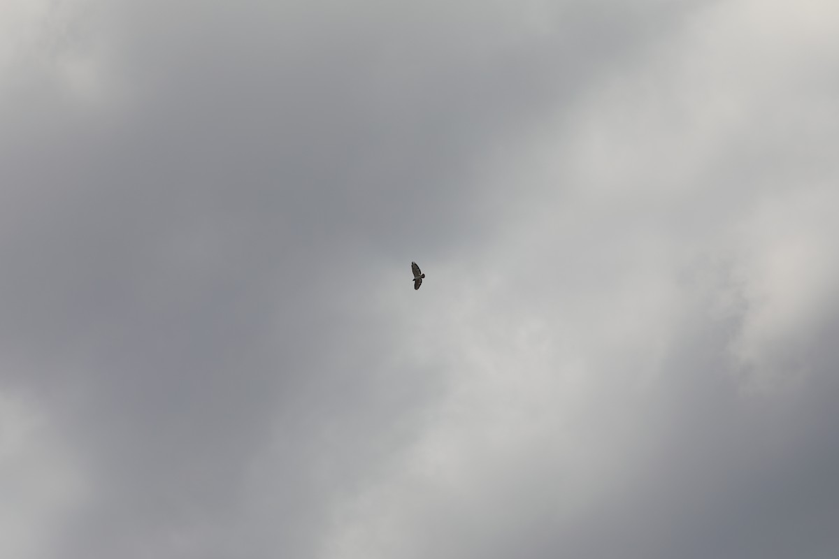 Augur Buzzard - ML646837520