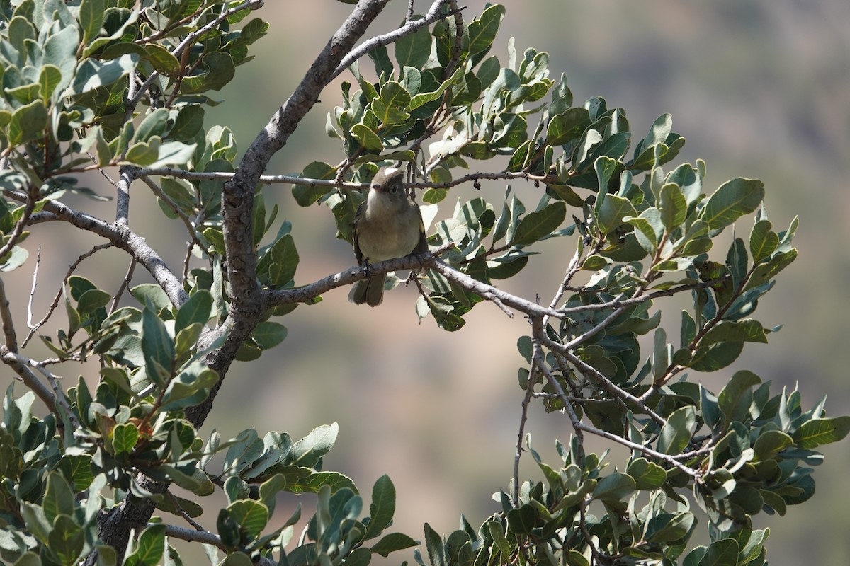 White-crested Elaenia - ML646837521