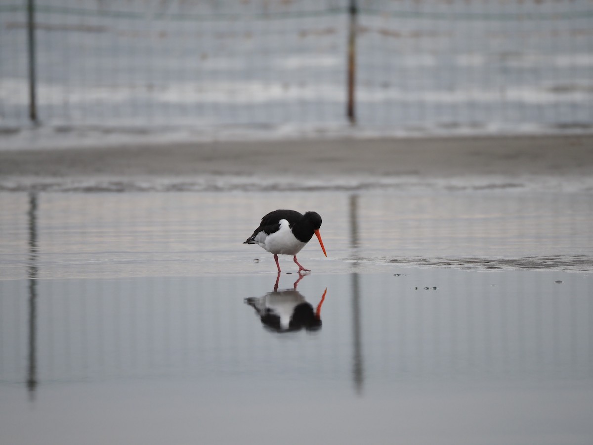 Eurasian Oystercatcher - ML646837522