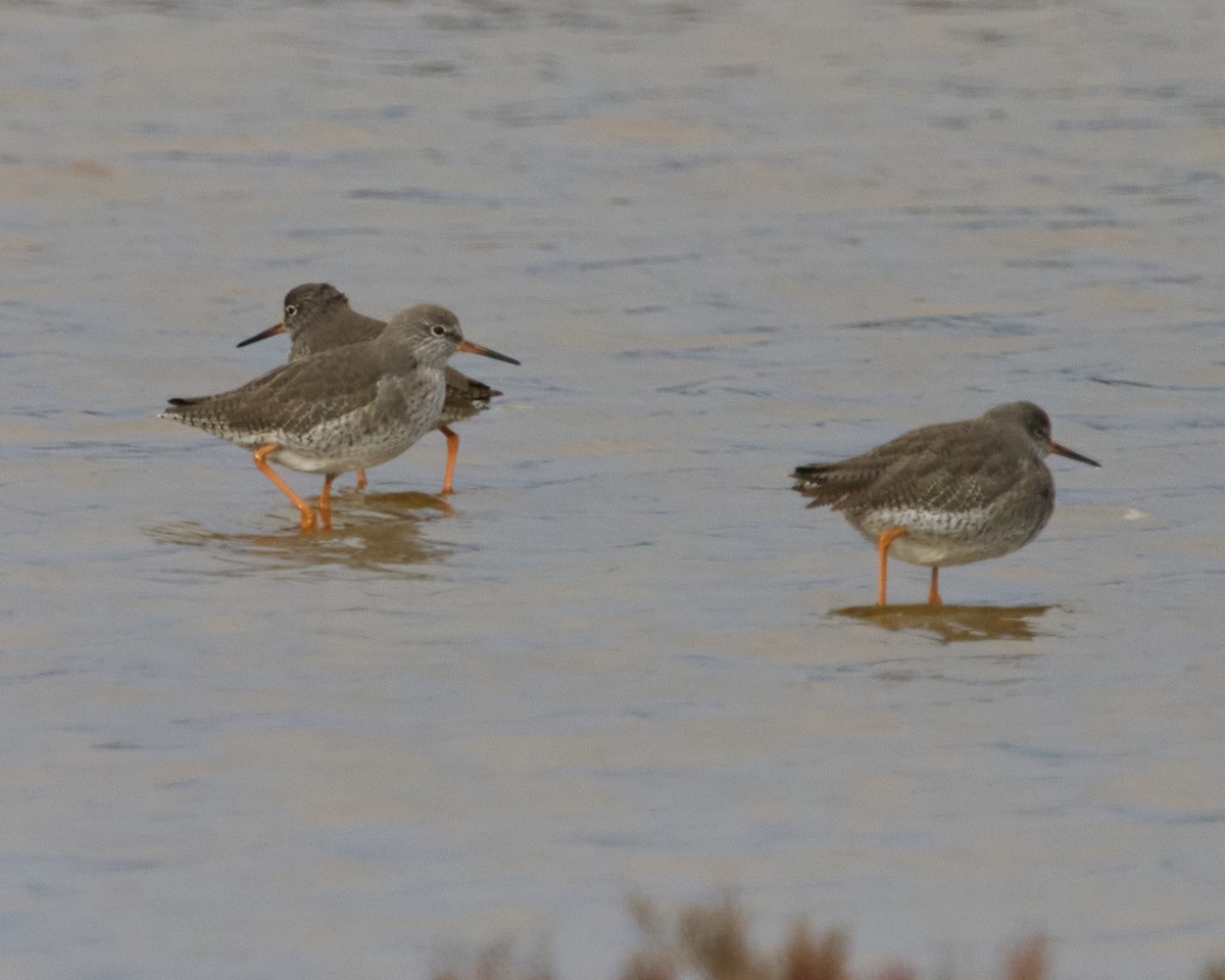 Коловодник звичайний - ML646837523