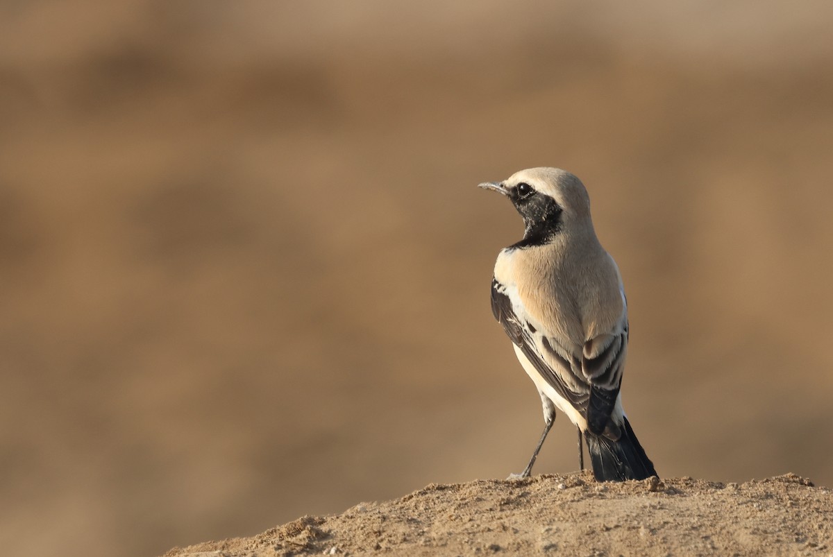 Collalba Desértica - ML646837524