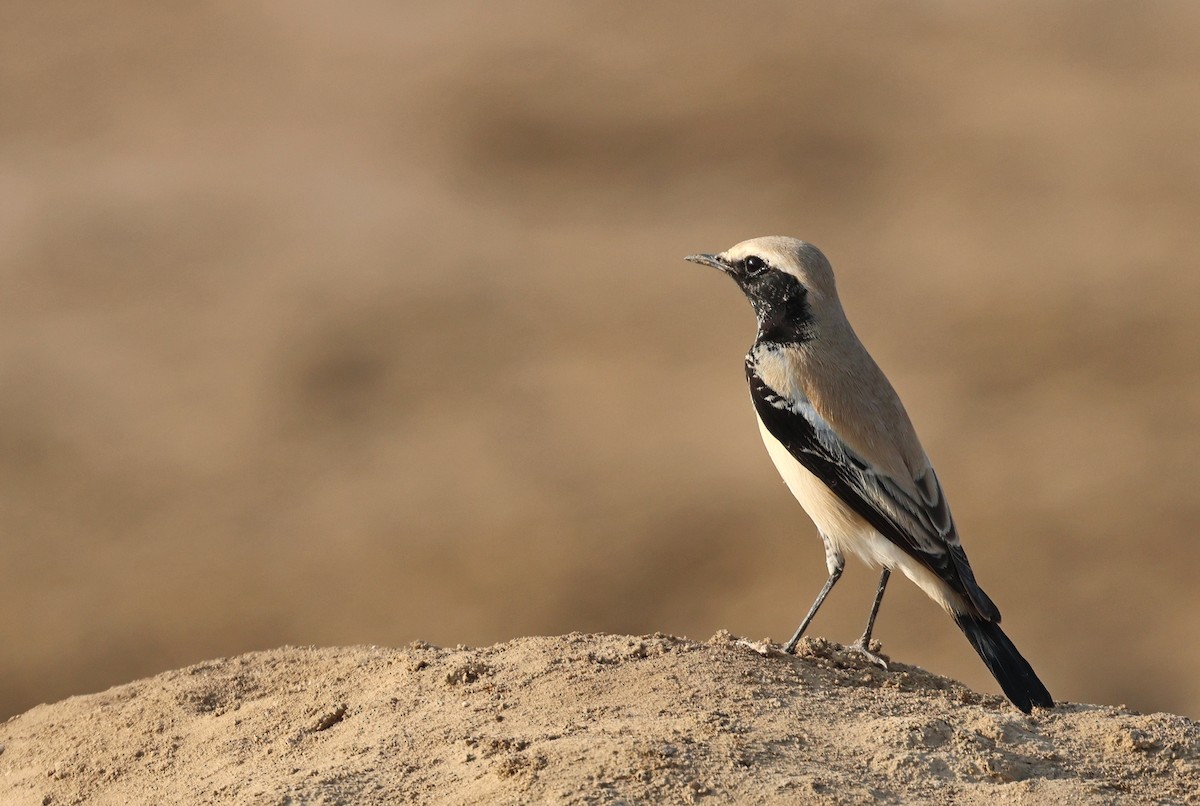 Collalba Desértica - ML646837525