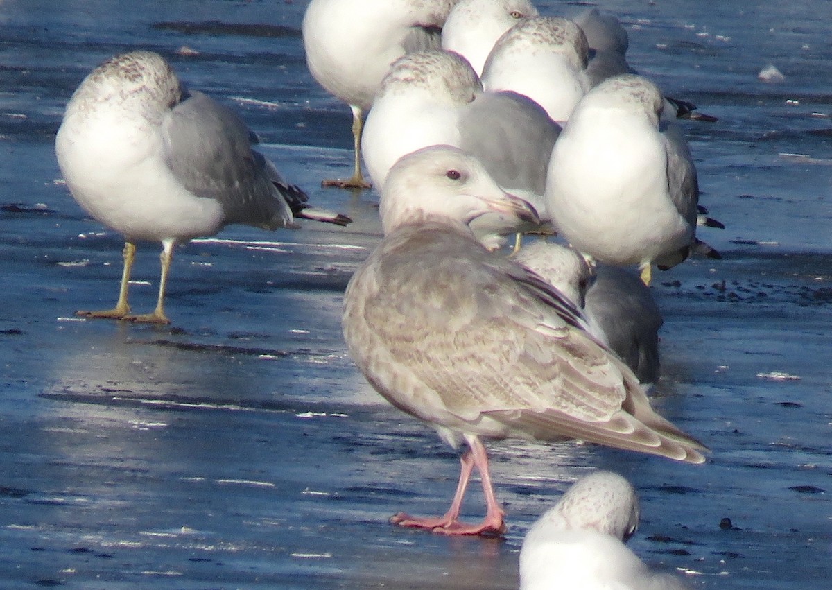 Glaucous-winged Gull - ML646837526
