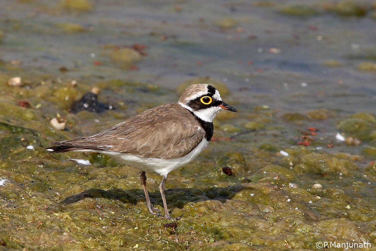 Little Ringed Plover - ML646837527