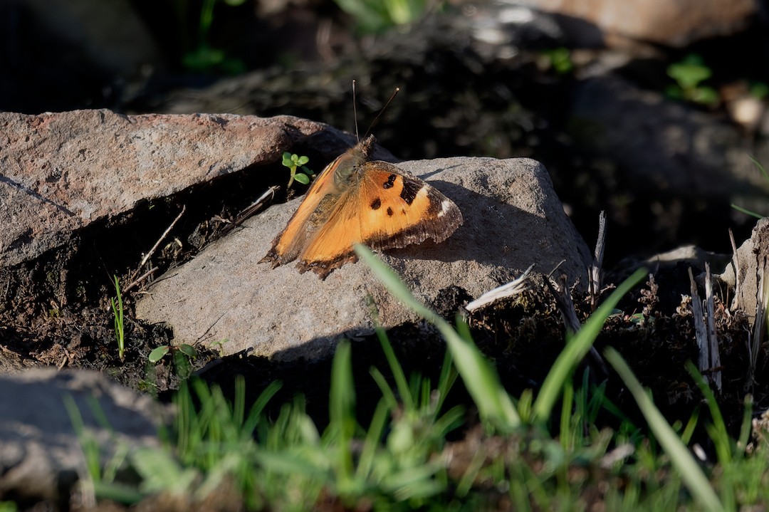 mariposa carey californiana - ML646837528