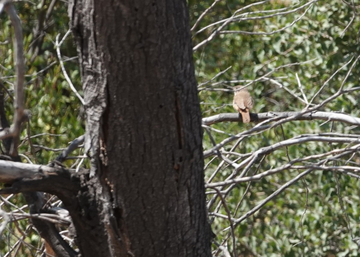 Southern House Wren - ML646837529