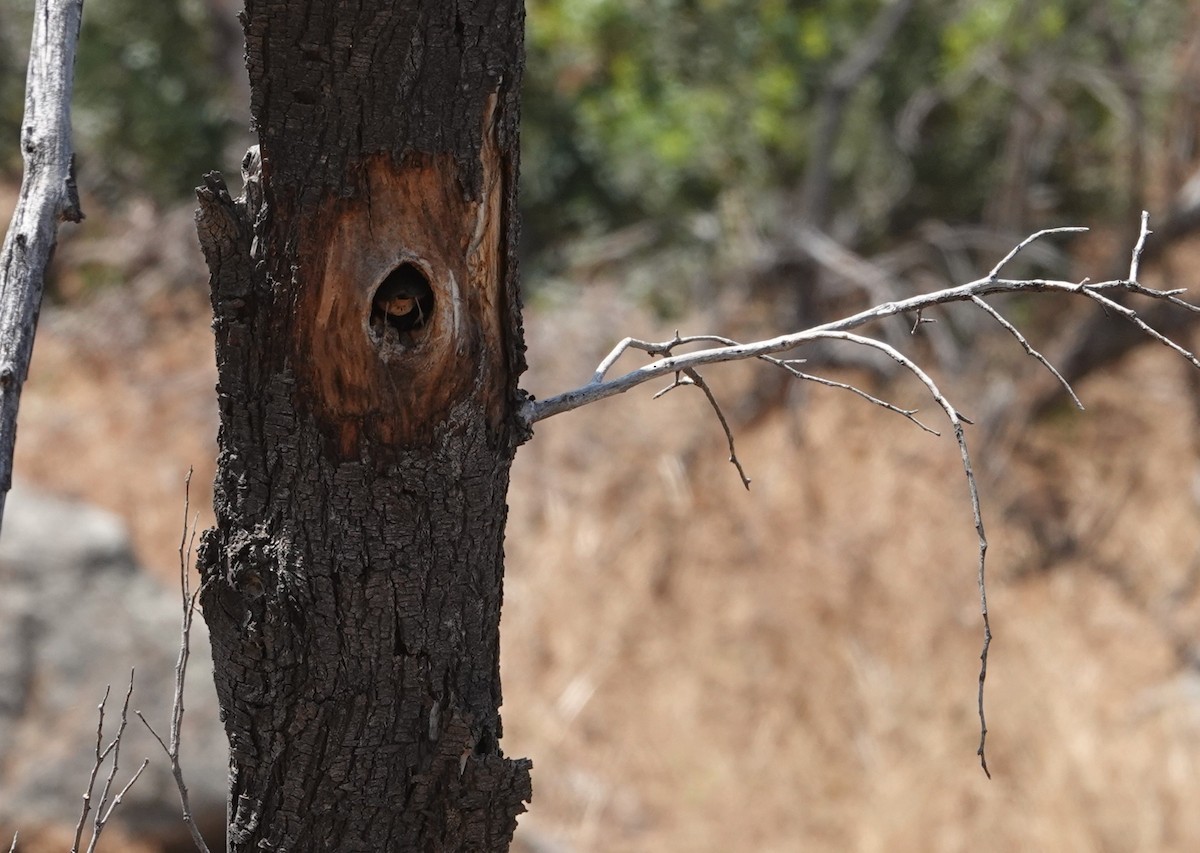 Southern House Wren - ML646837530