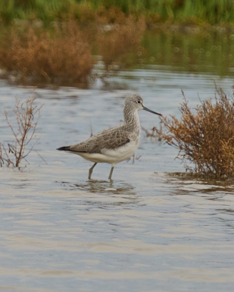 Коловодник великий - ML646837533