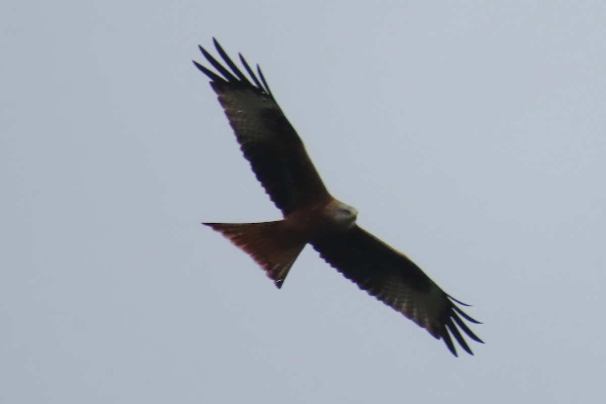 Miru gorria - ML646837536