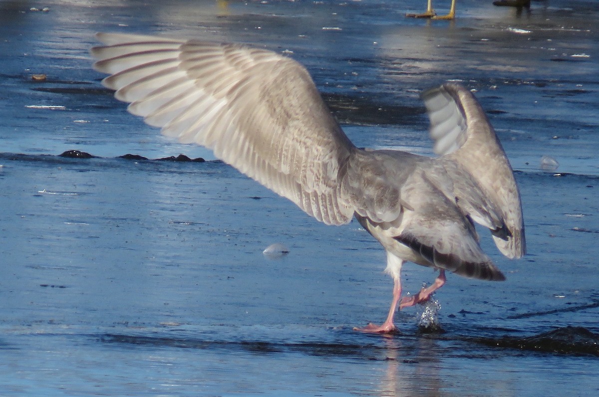 Glaucous-winged Gull - ML646837537