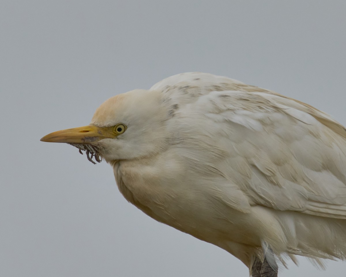 Чапля єгипетська західна - ML646837541