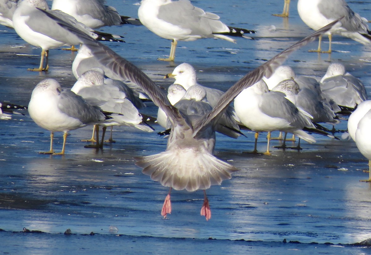 Glaucous-winged Gull - ML646837542